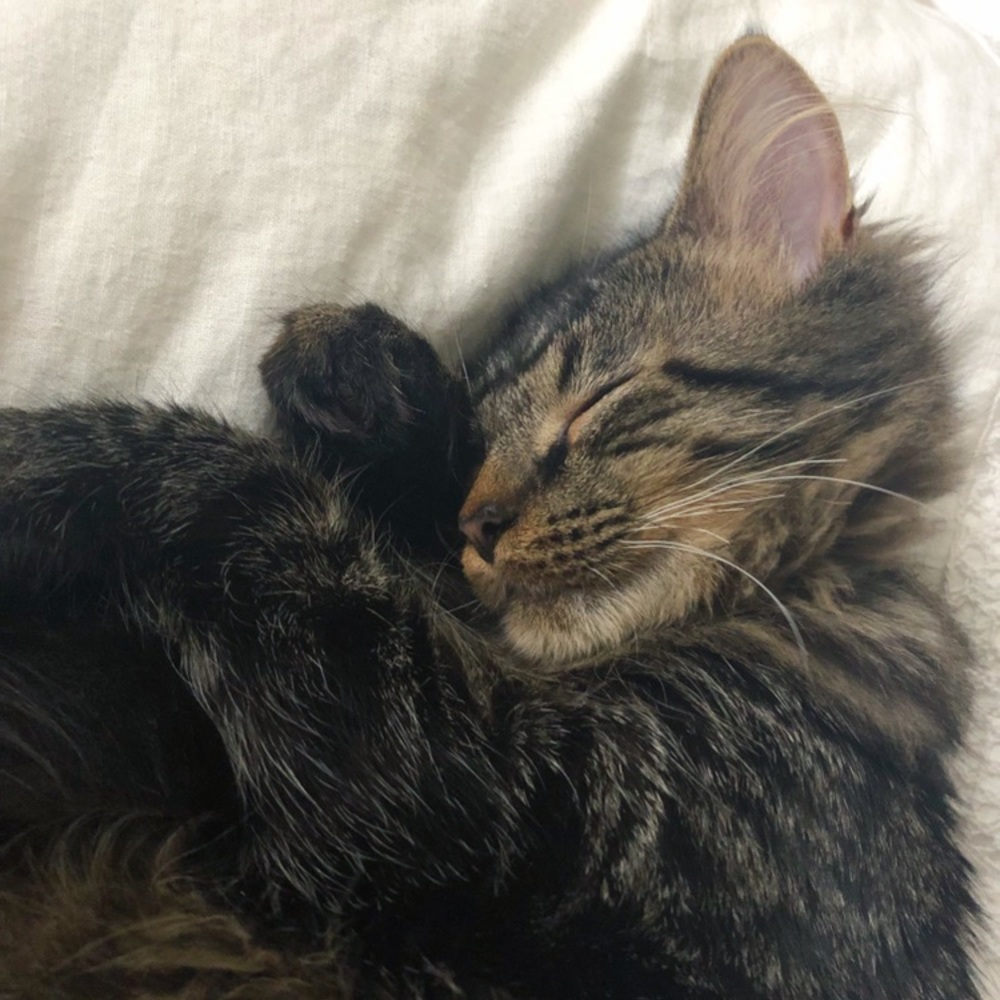 Meet your Posher, Bailey